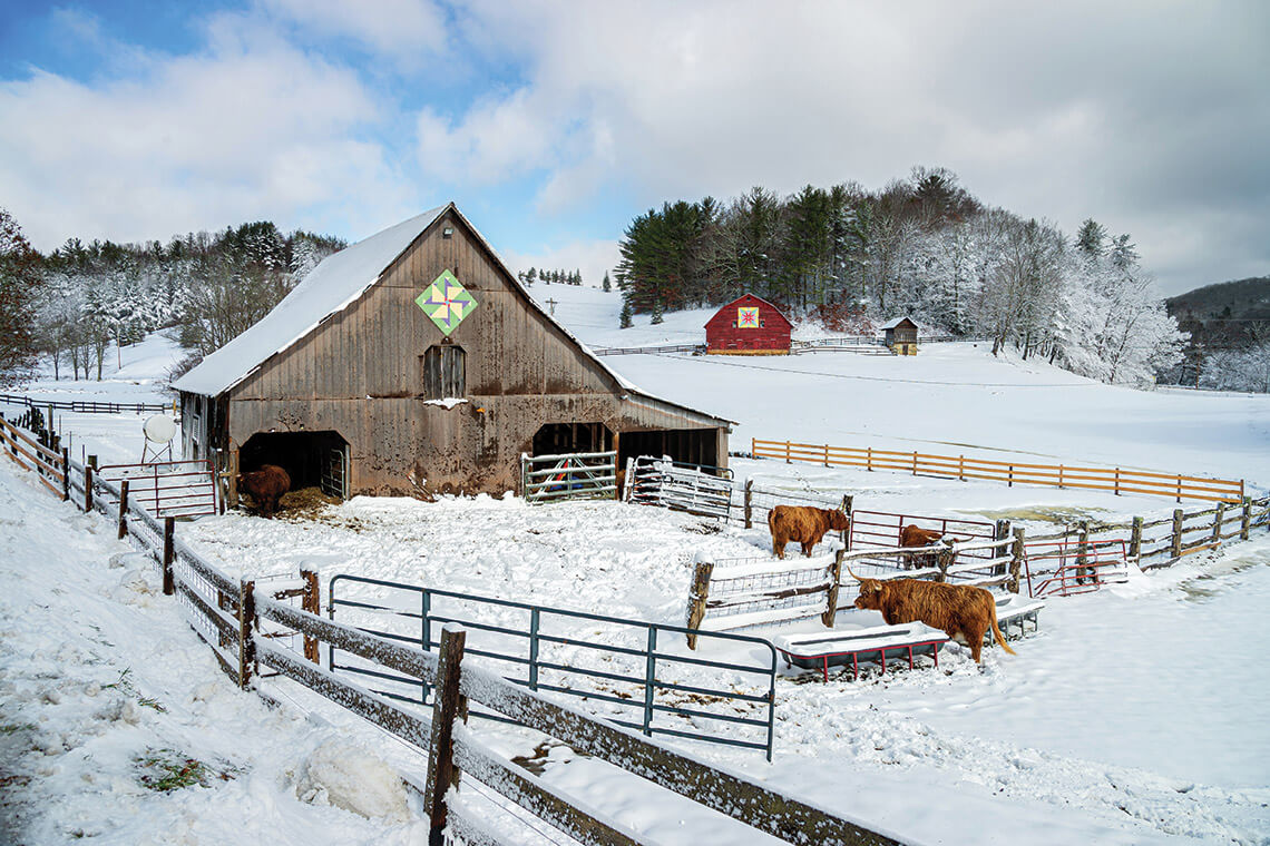 Barn with Scottish Highland cows in the snow