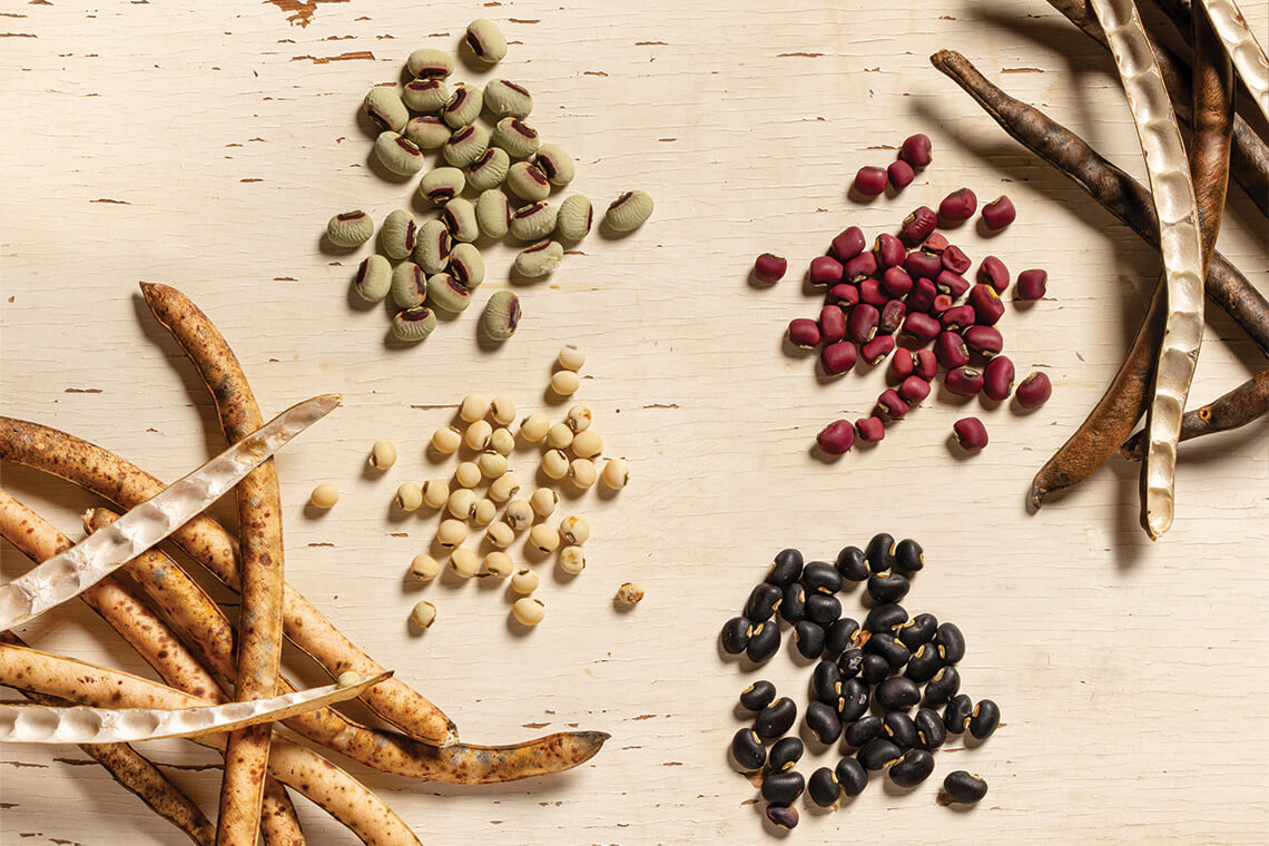Pea varieties on a table, including Texas Emerald, Magenta, Black Crowder, Conch