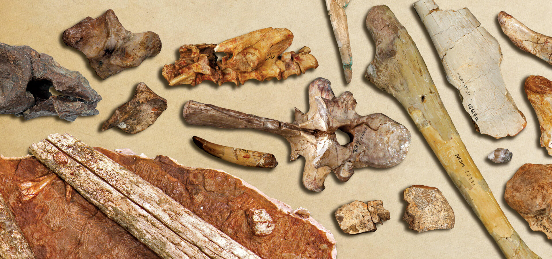 Fossils and teeth from the North Carolina Museum of Natural Sciences