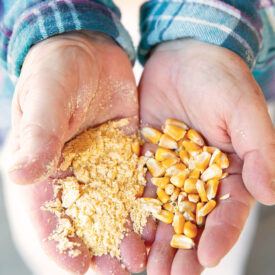 Hands holding cornmeal