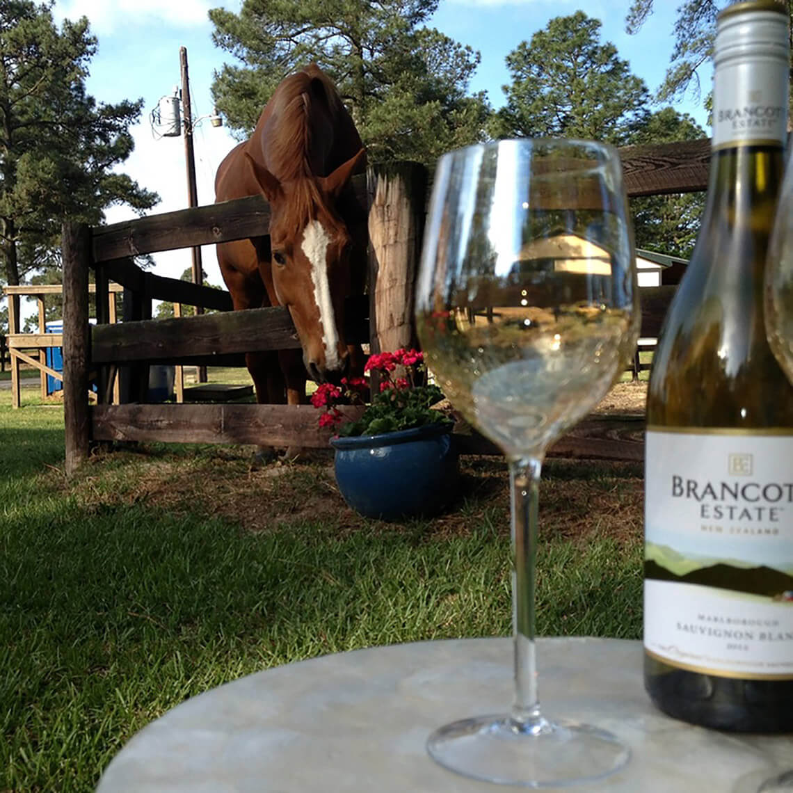 Horse and glass of wine at Tanglewood Farm