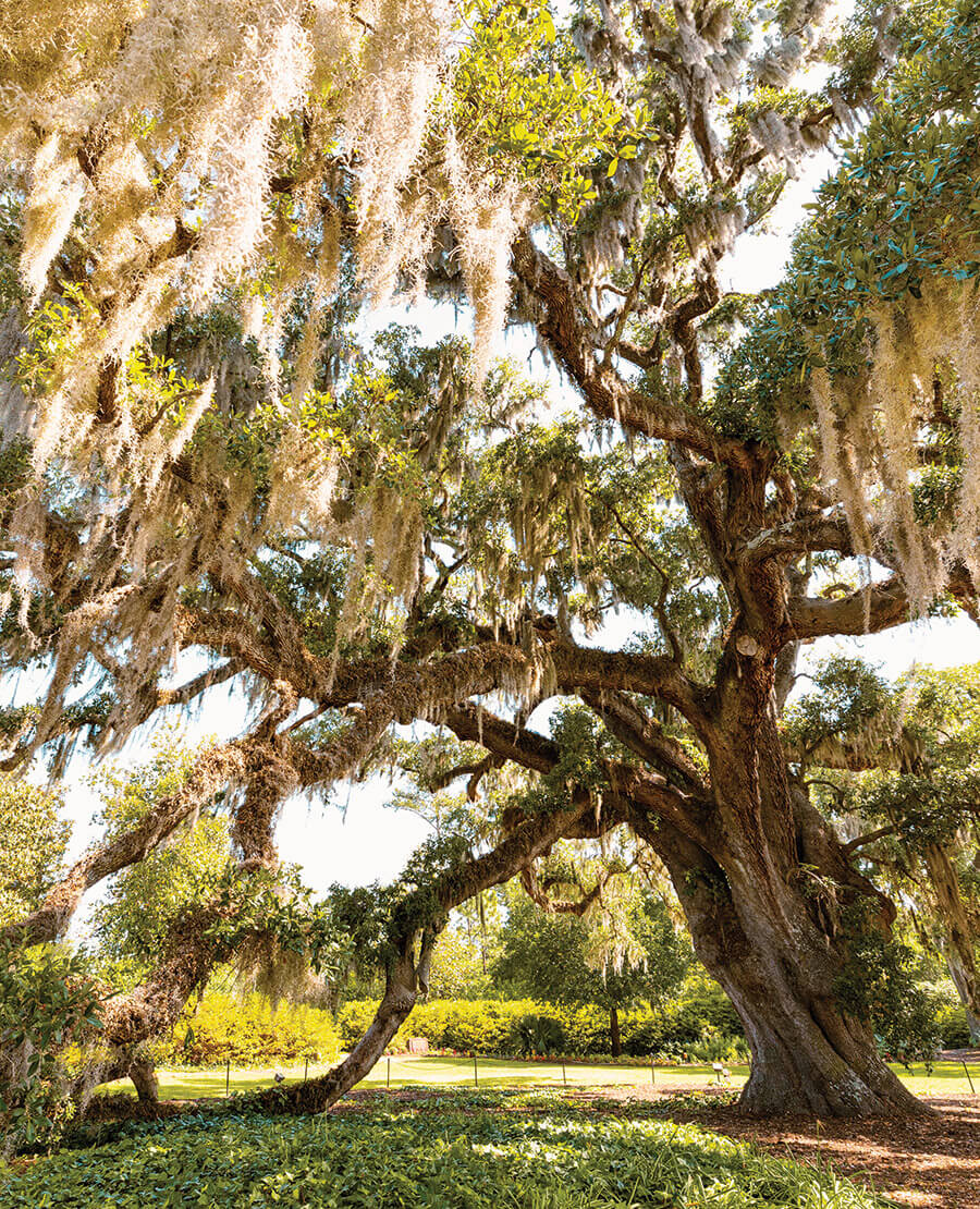 North Carolina, Naturally: Spanish Moss | Our State