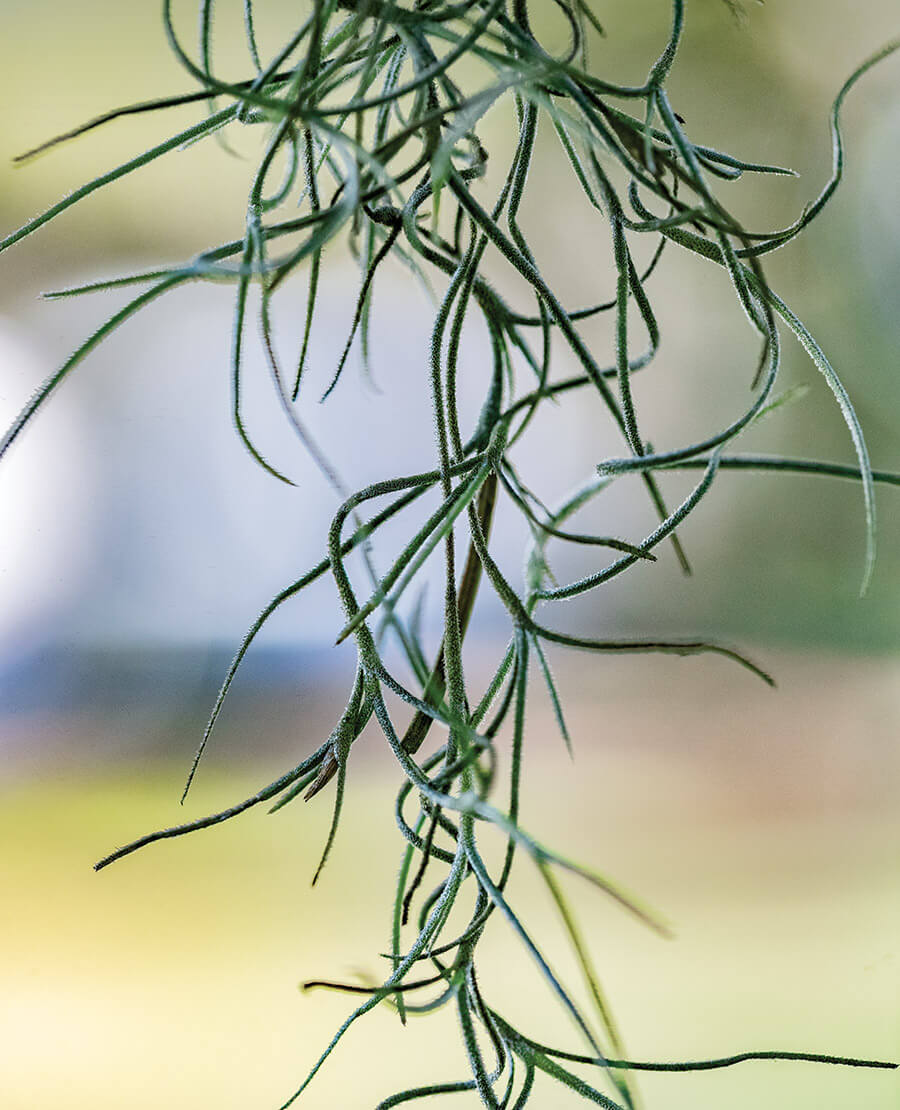 Close tendrils of Spanish moss