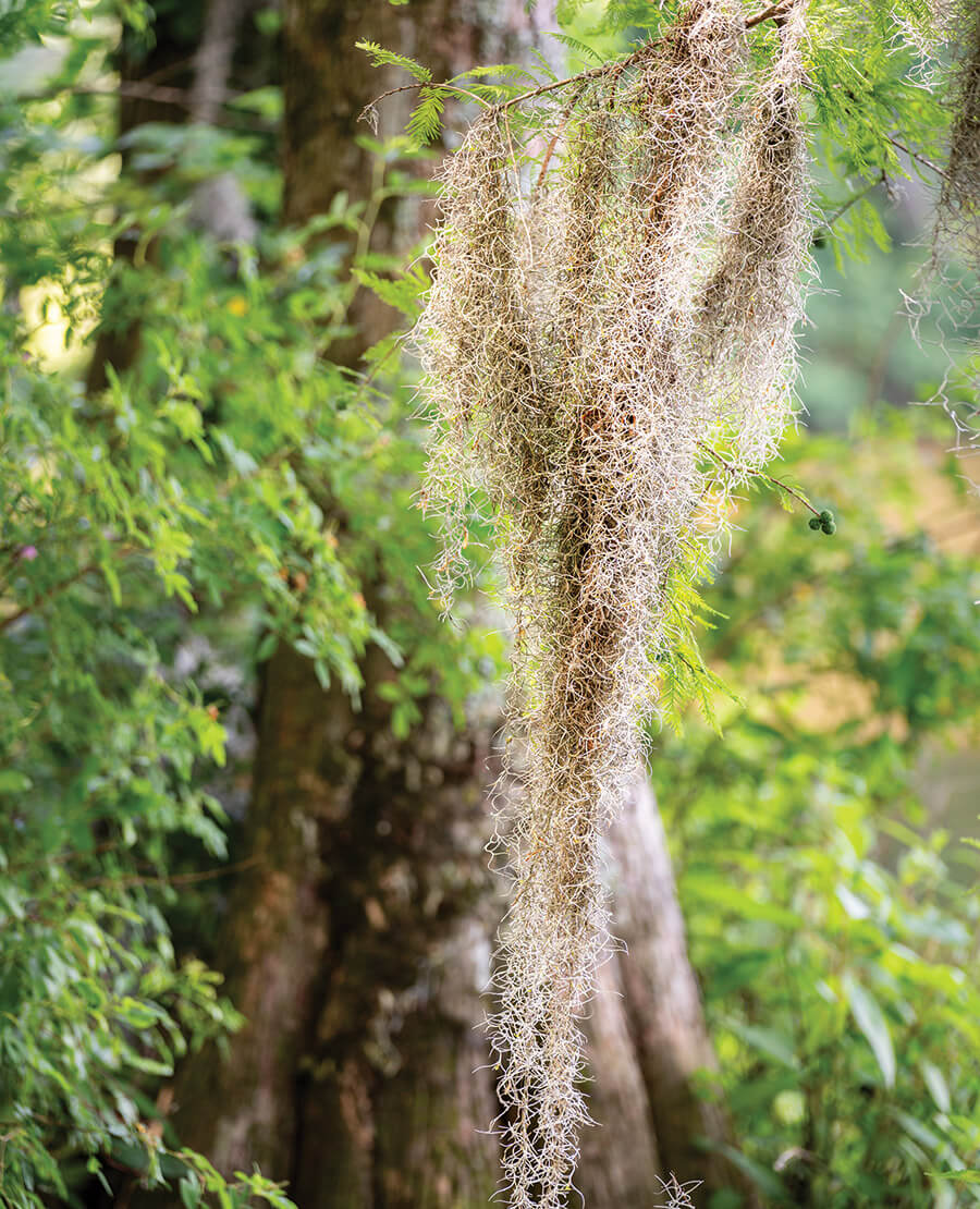 Spanish moss hangs from cypress tree