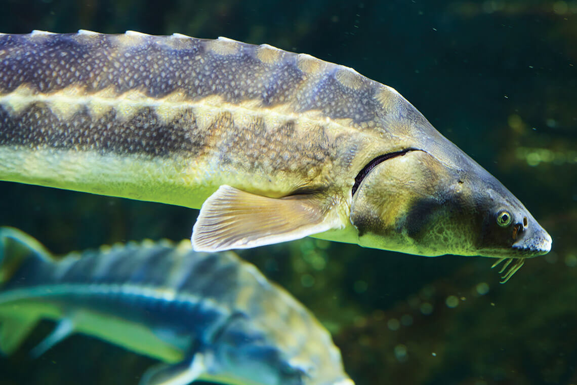 Sturgeon