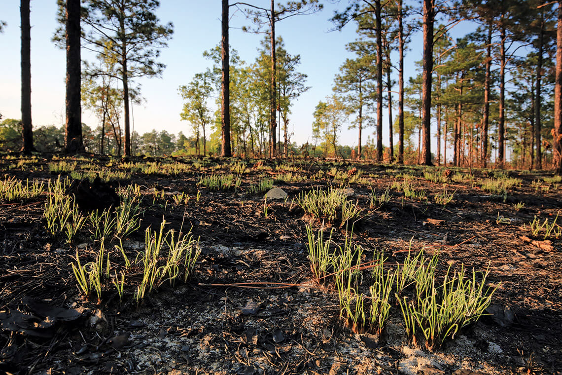 Wiregrass grows after a controlled burn