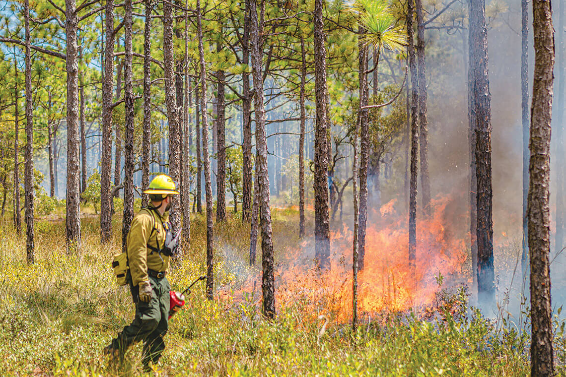 Controlled burn at Carolina Beach State Park.