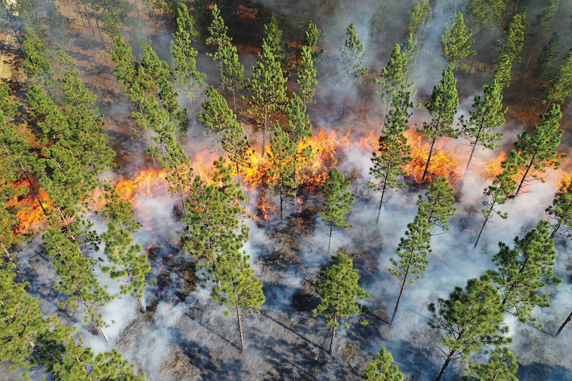 Controlled burn at Calloway Forest Preserve