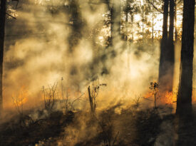 Prescribed burn at Lighterwood Farm