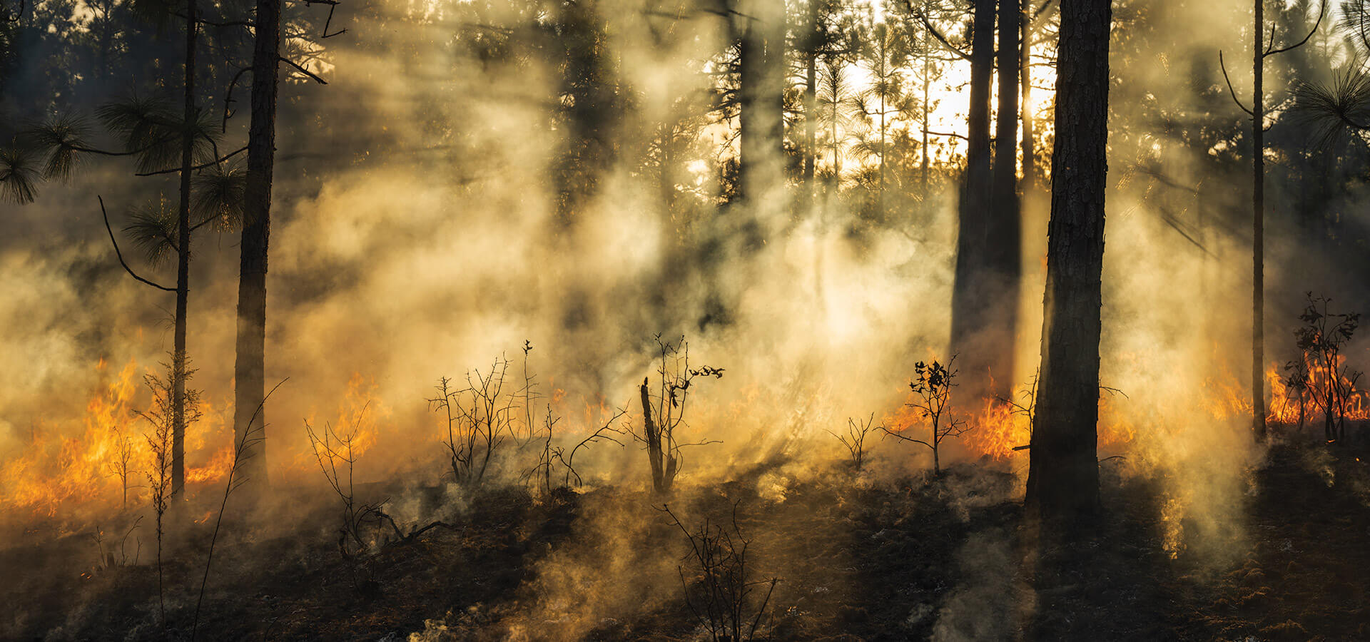 Prescribed burn at Lighterwood Farm