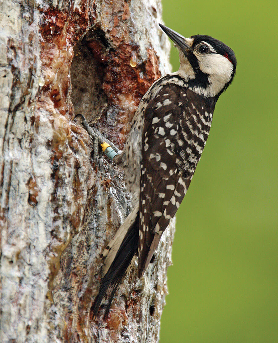 Endangered red-cockaded woodpecker