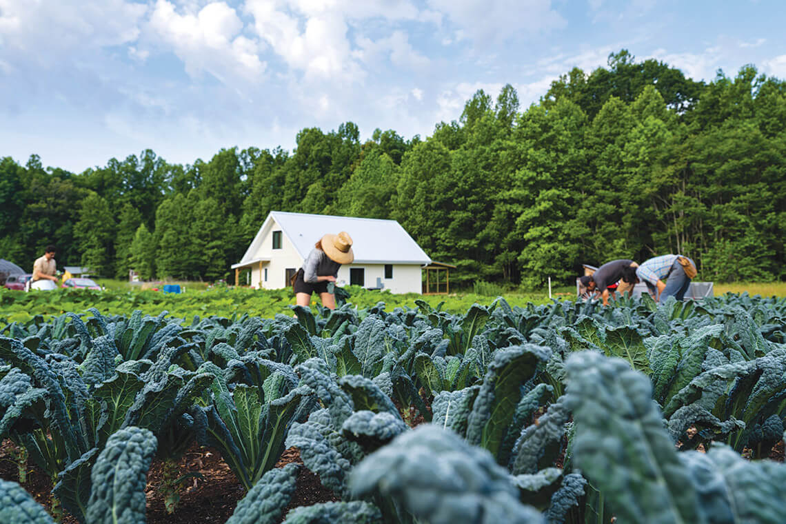 Lacinato kale at Ten Mothers Farm