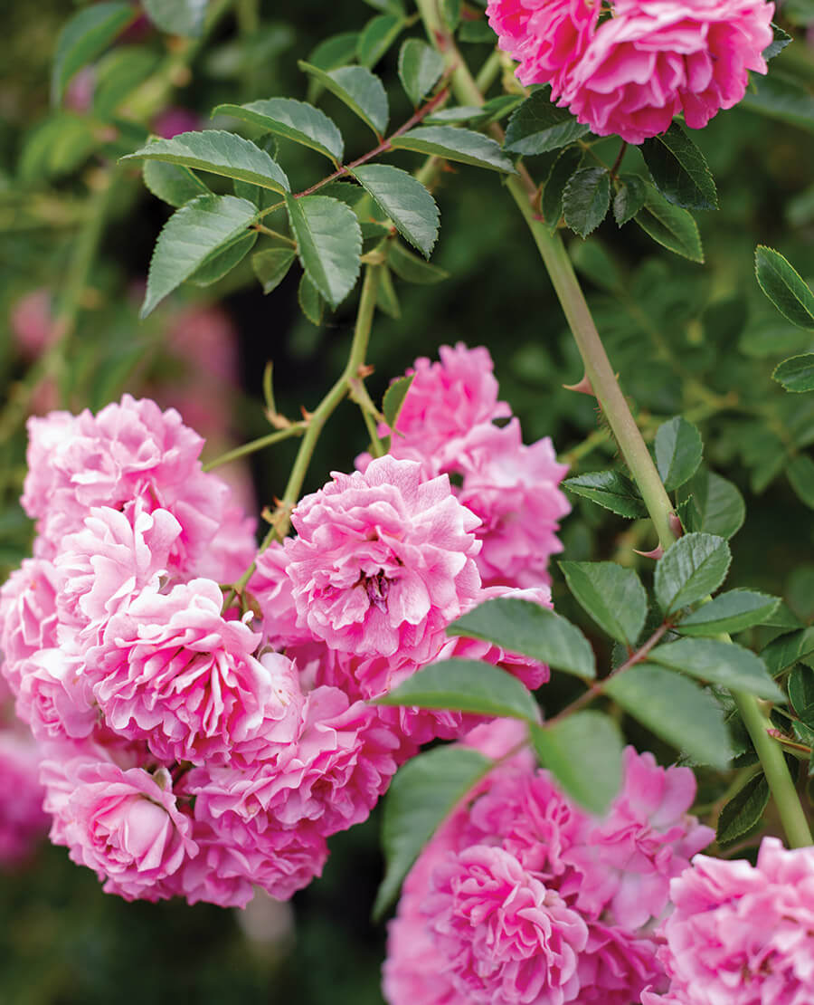 Climbing roses at Reynolda Gardens