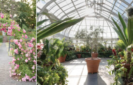 Blooming flowers and Brown Family Conservatory at Reynolda Gardens
