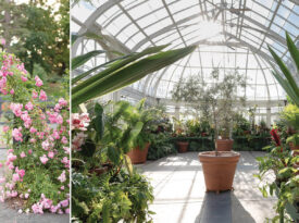 Blooming flowers and Brown Family Conservatory at Reynolda Gardens