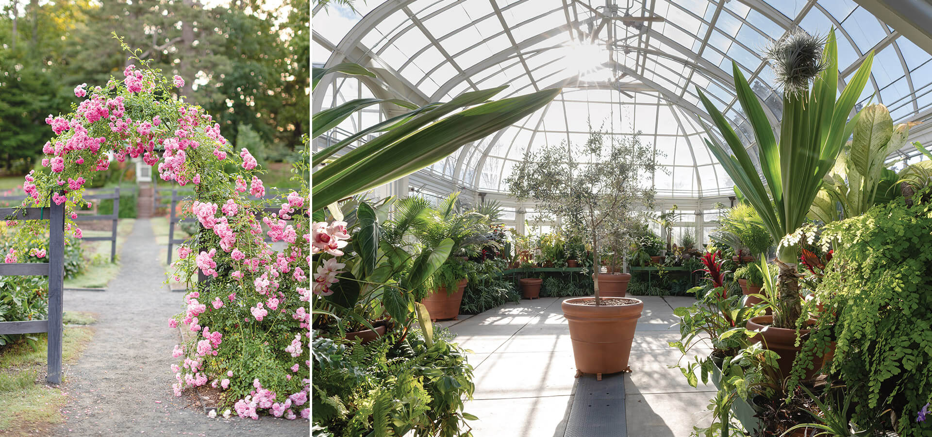 Blooming flowers and Brown Family Conservatory at Reynolda Gardens