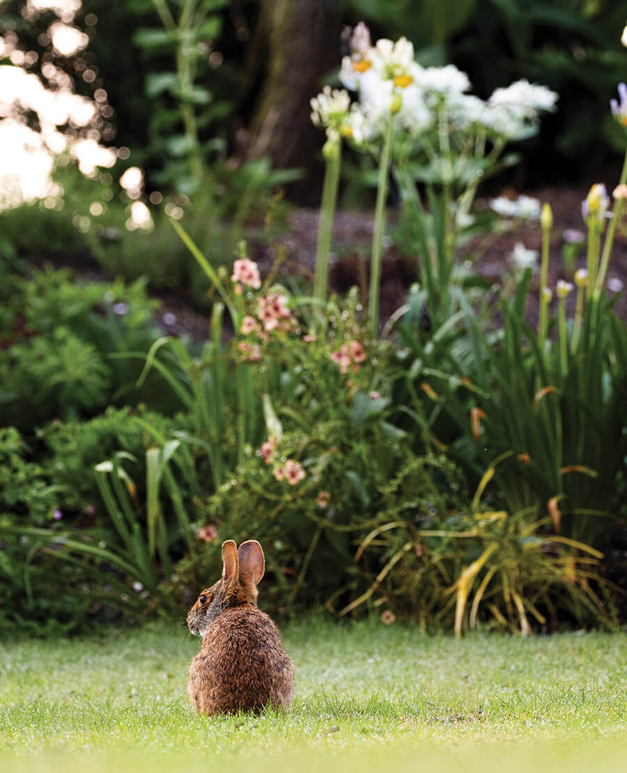 Bunny at Trailborn Surf & Sound