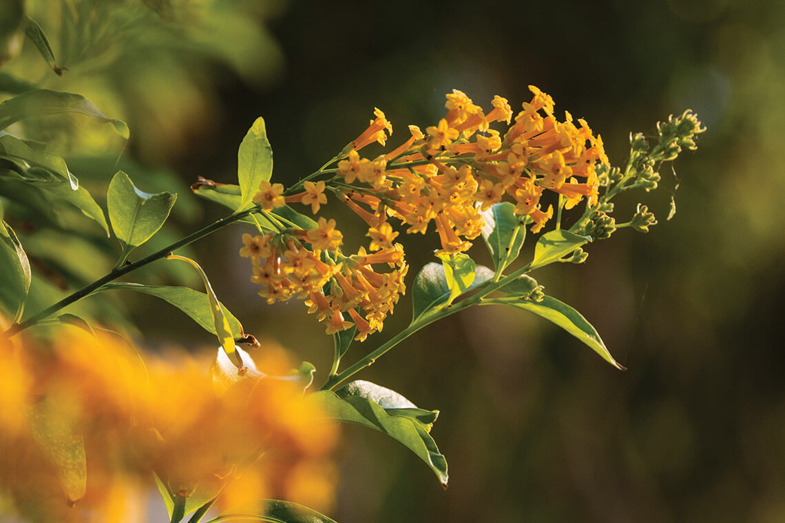 Cestrum flowers