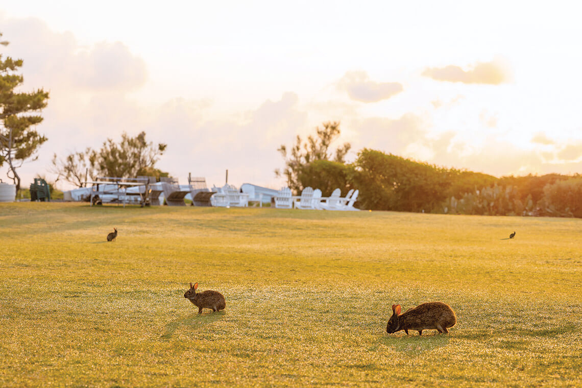 Bunnies on the lawn at Trailborn Surf & Sound