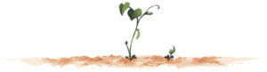 Illustration of tomato plant growing