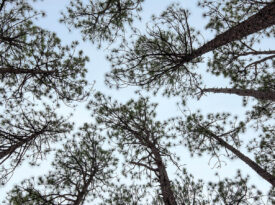 Tops of pine trees not touching, known as crown shyness