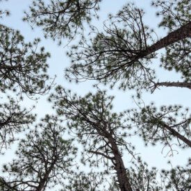 Tops of pine trees not touching, known as crown shyness