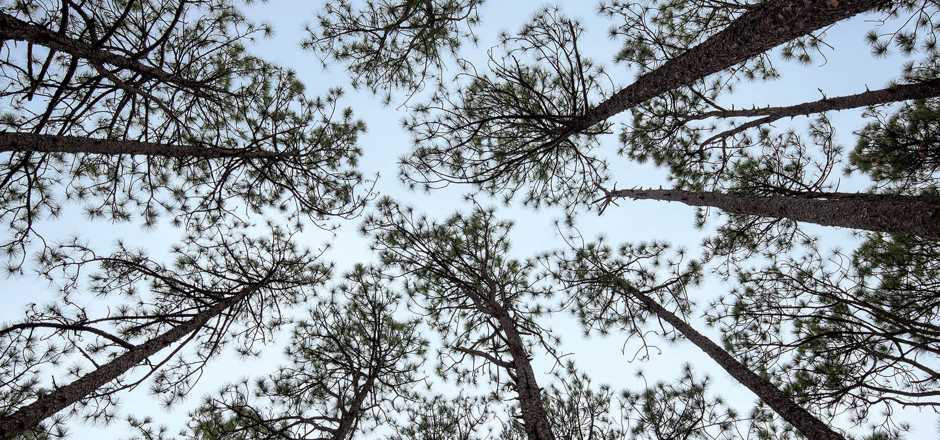 Tops of pine trees not touching, known as crown shyness