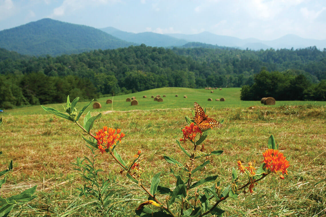 Wildflowers grow at Cowee Mound