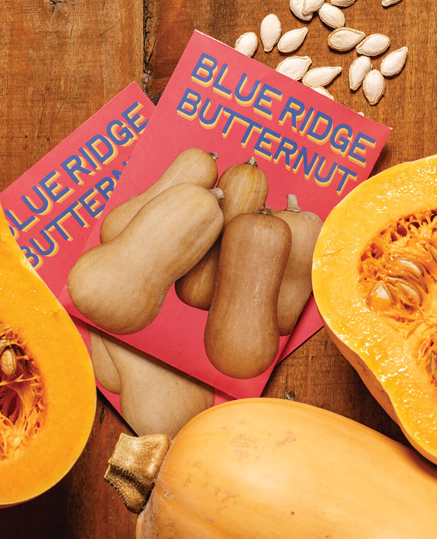 Blue Ridge Butternut squash seeds