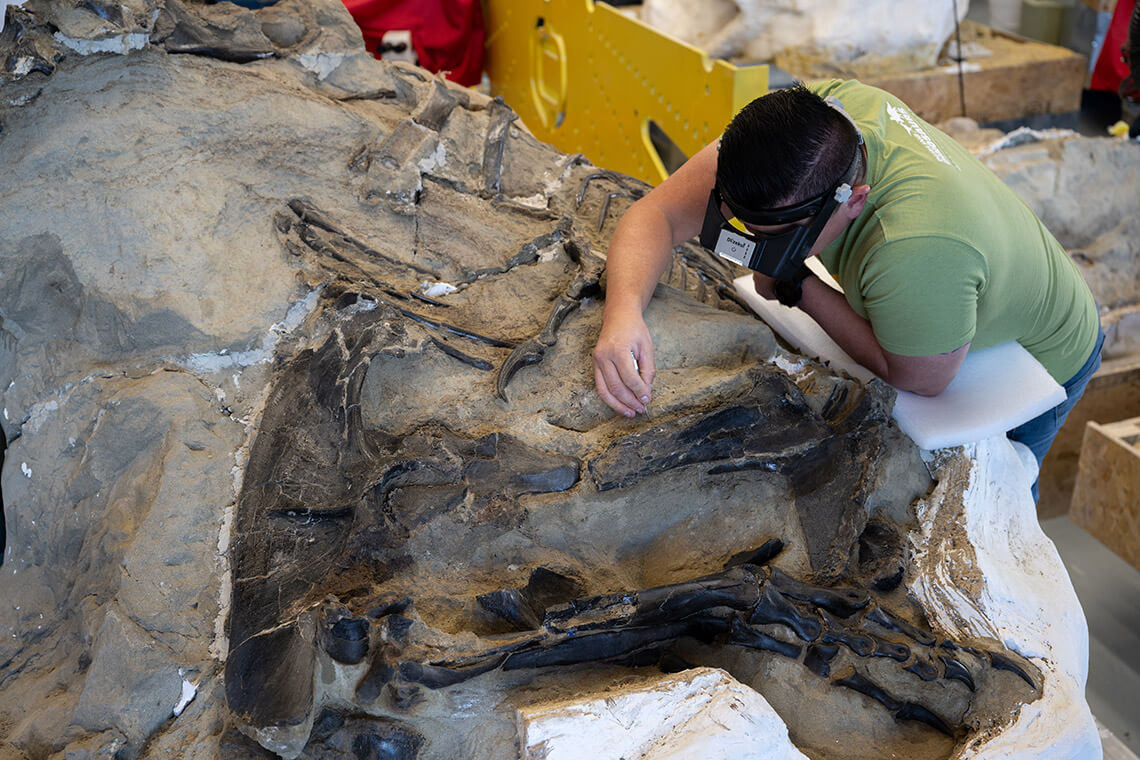 Paleontologist at the SECU DinoLab