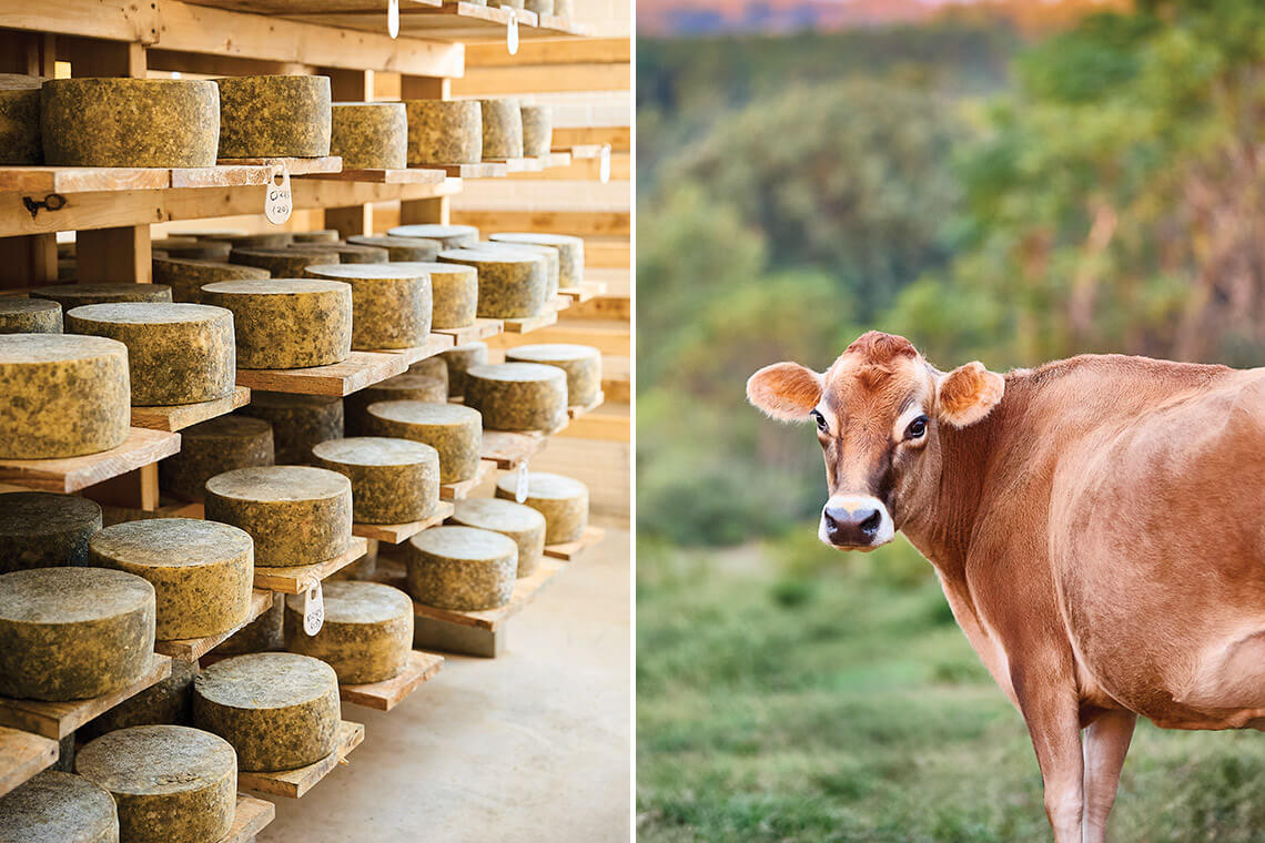 Cheeses aging at Looking Glass Creamery and a cow