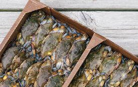 Flat of soft shell crabs