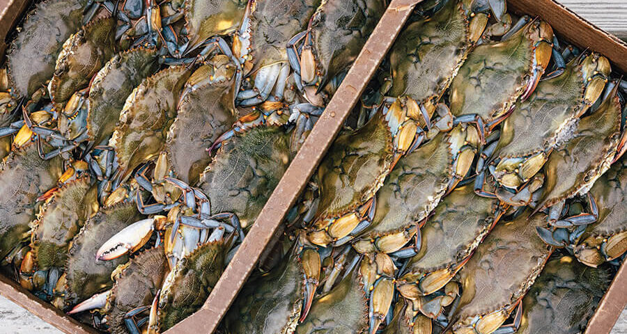 Flat of soft shell crabs