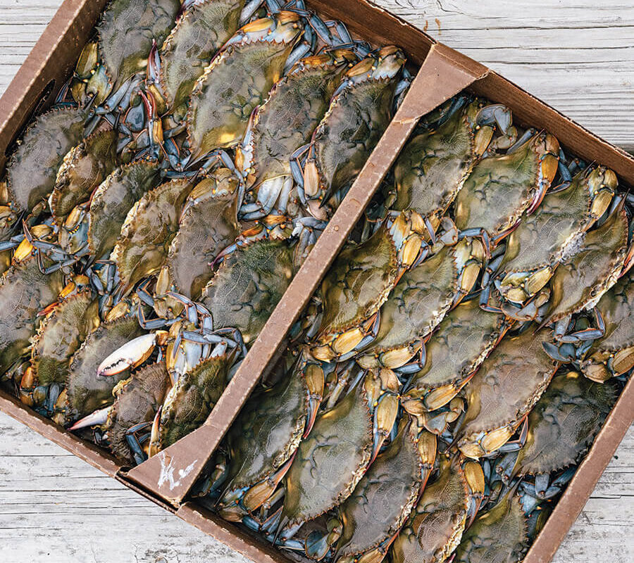 Flat of soft shell crabs