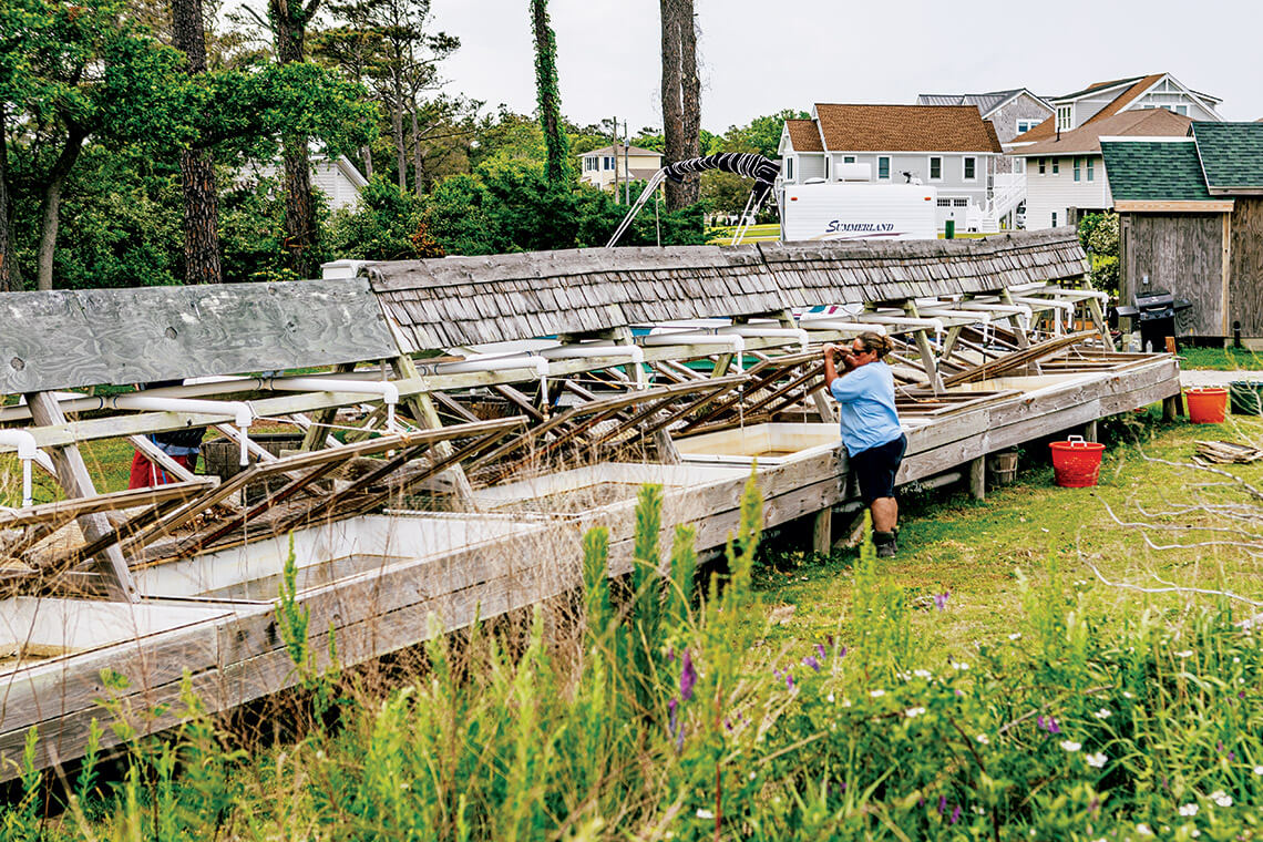 Basnight watches the tanks where crabs molt