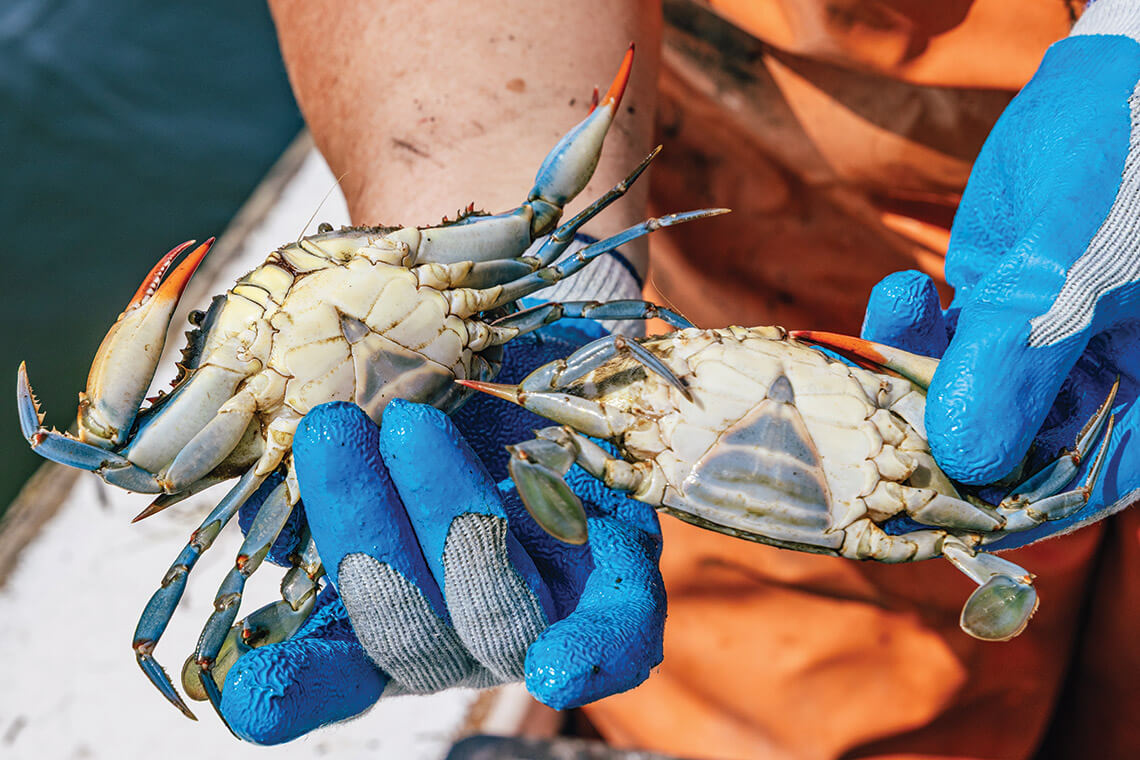 Undersides of blue crabs