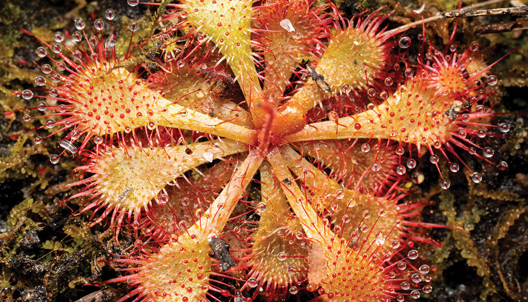 Sundew Plant