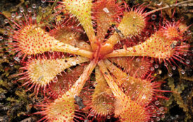 Sundew Plant