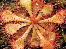 Sundew Plant