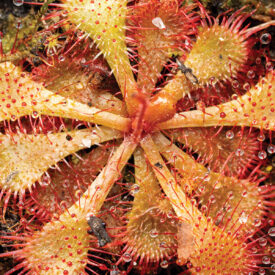 Sundew Plant