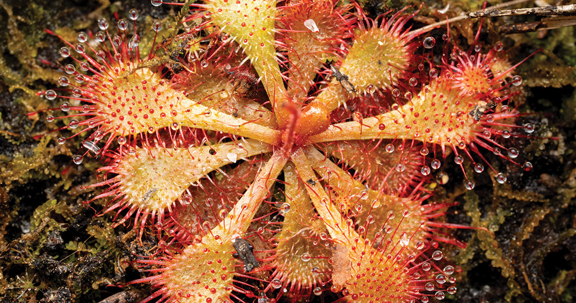 Sundew Plant