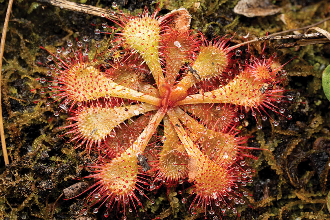 Sundew tentacles