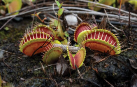 Venus flytraps