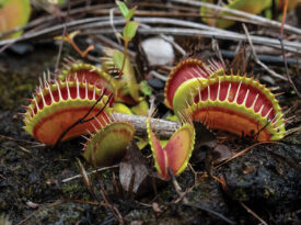 Venus flytraps