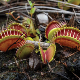 Venus flytraps