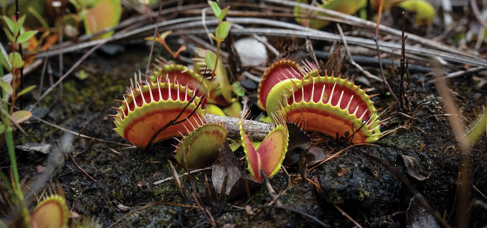 Venus flytraps
