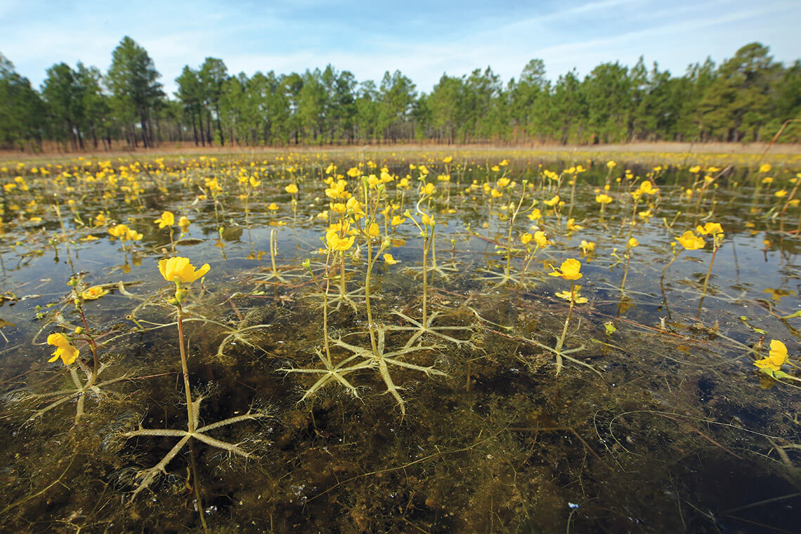Yellow bladderworts