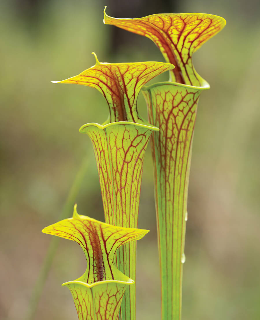 Pitcher plant