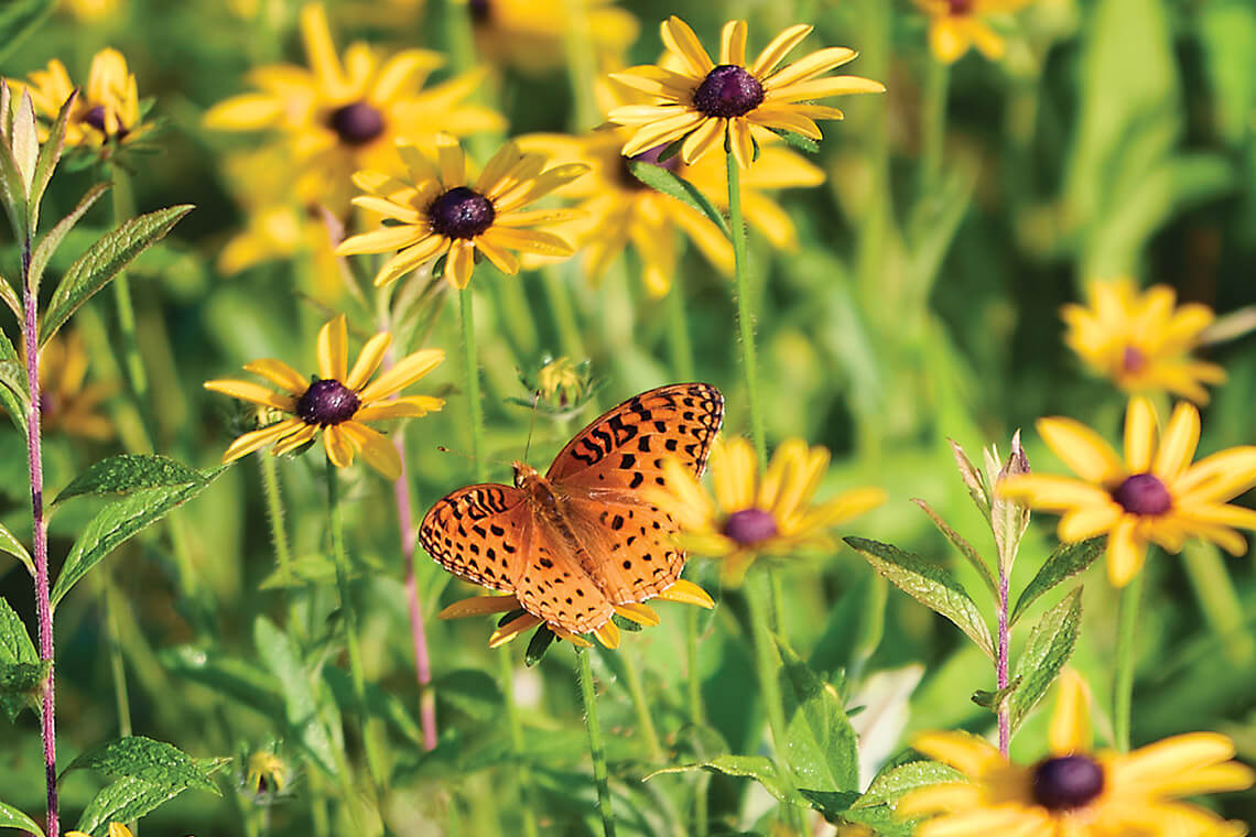 butterfly on wildflower