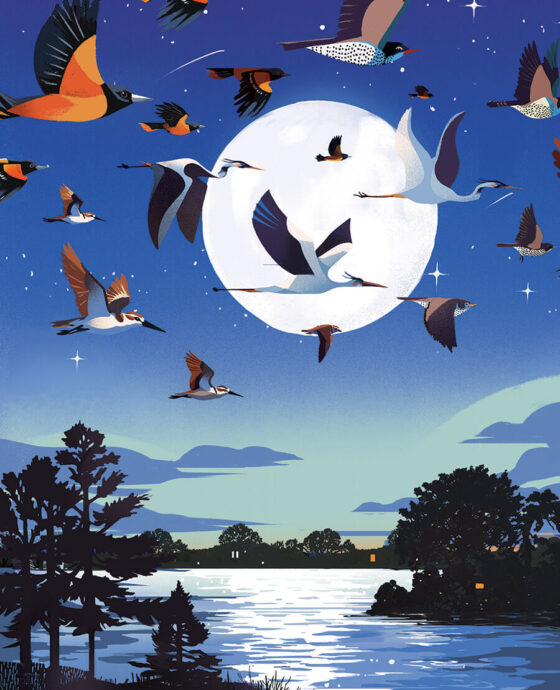 Illustration of birds in flight under a full moon